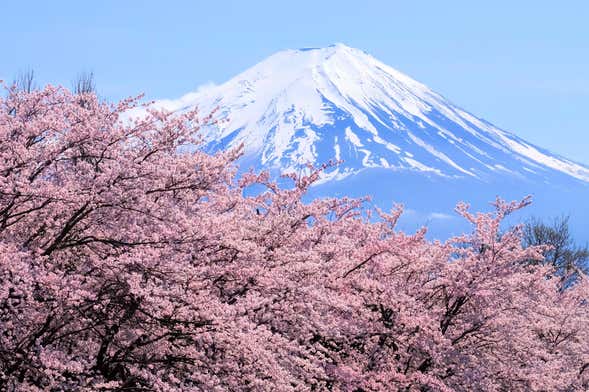 Mount Fuji and Lake Ashi Day Trip
