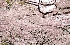 Tokyo Travel Guide