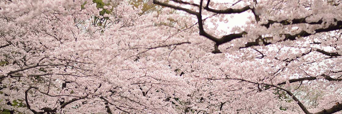 Ueno Park